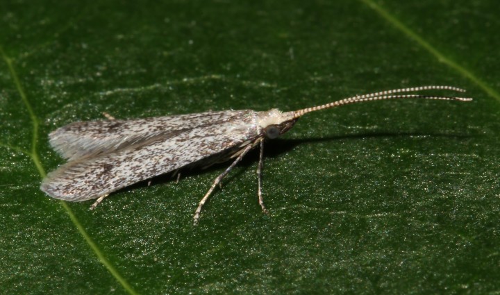 Coleophora hemerobiella reared from larval case on apple Copyright: Peter Furze