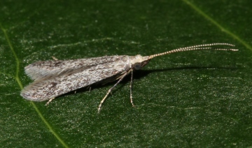 Coleophora hemerobiella reared from larval case on apple Copyright: Peter Furze