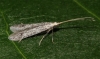 Coleophora hemerobiella reared from larval case on apple