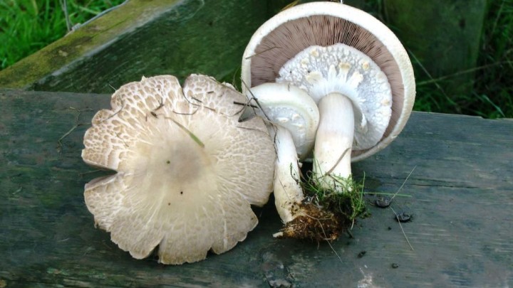 Agaricus fissuratus Copyright: Graham Smith