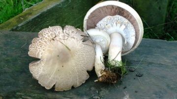 Agaricus fissuratus Copyright: Graham Smith