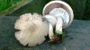 Agaricus fissuratus 