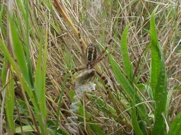 Wasp Spider with grasshopper Copyright: Tim Gardiner