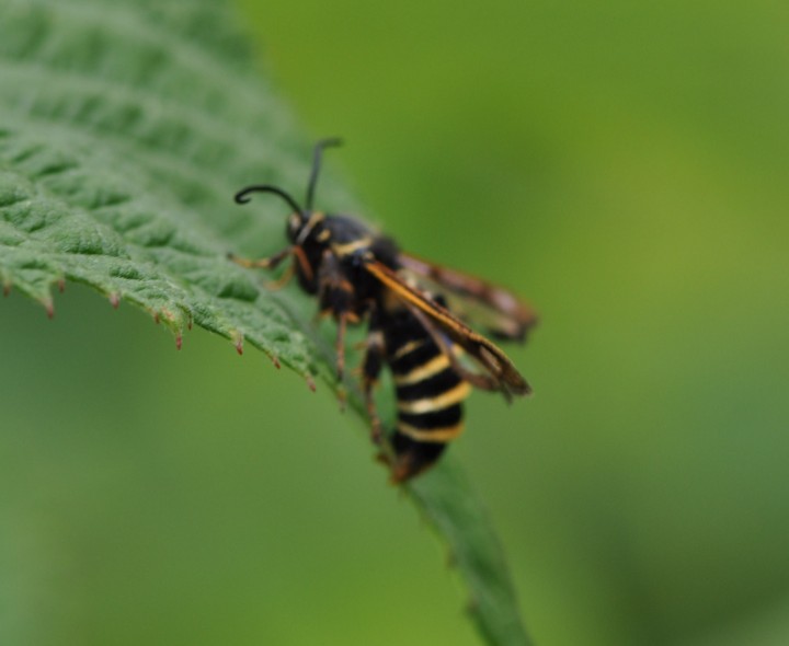 Blurry Picture of Rasberry Clearwing Moth. Copyright: Angela Craig
