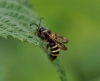 Blurry Picture of Rasberry Clearwing Moth. 