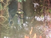 Water vole sitting on duck house platform 