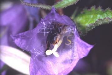 Melitta haemorrhoidalis Copyright: Peter Harvey