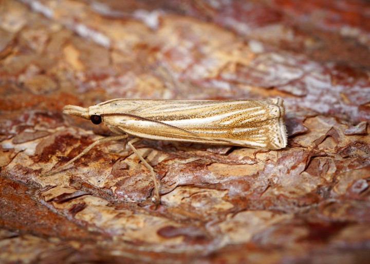 Ancylolomia tentaculella 1 Copyright: Ben Sale