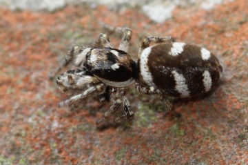 Female zebra spider Copyright: Maria Fremlin