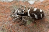 Female zebra spider Copyright: Maria Fremlin