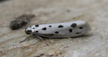 Ethmia dodecea. Copyright: Stephen Rolls