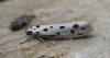 Ethmia dodecea. Copyright: Stephen Rolls