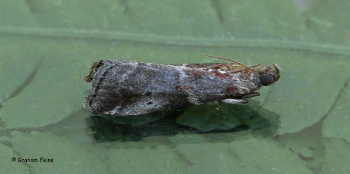 Acrobasis suavella 2 Copyright: Graham Ekins