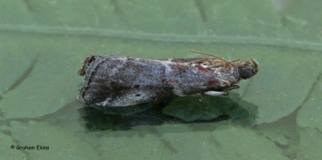 Acrobasis suavella 2 Copyright: Graham Ekins