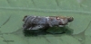 Acrobasis suavella 2