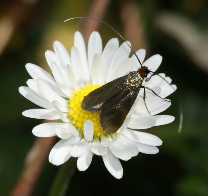 Cauchas rufimitrella Copyright: Robert Smith