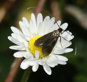 Cauchas rufimitrella Copyright: Robert Smith