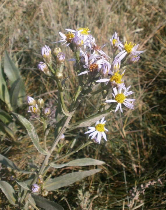 Sea Aster 1 Copyright: Tim Gardiner