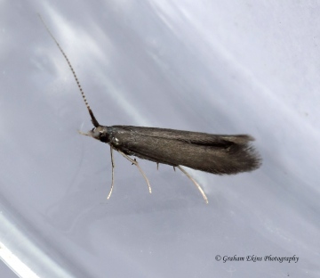 Coleophora albitarsella 2 Copyright: Graham Ekins