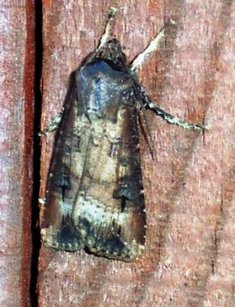 Dark Sword Grass Copyright: Graham Smith