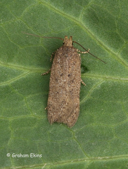 Bryotropha terrella 2 Copyright: Graham Ekins