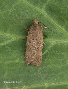 Bryotropha terrella 2 Copyright: Graham Ekins