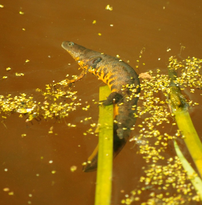 Great Crested Newt - Female - 30th April 2013 Copyright: Ian Rowing