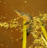 Great Crested Newt - Female - 30th April 2013