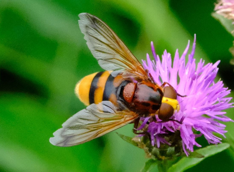 Hornet hoverfly Copyright: Peter Squire