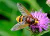 Hornet hoverfly 