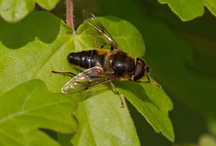 Eristalis pertinax 5 Copyright: Graham Ekins