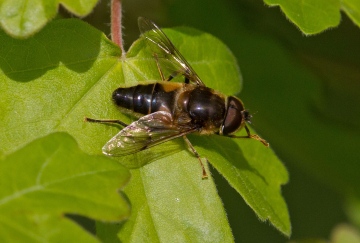 Eristalis pertinax 5 Copyright: Graham Ekins