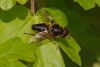 Eristalis pertinax 5