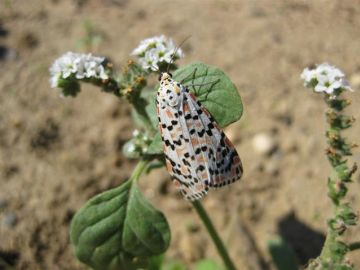 Crimson Speckled Copyright: Stephen Rolls