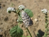 Crimson Speckled