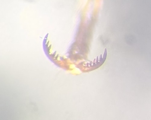 Gonodera luperus claw Copyright: Robert Smith