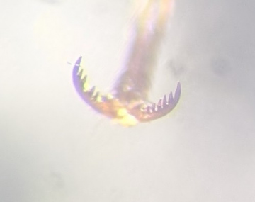 Gonodera luperus claw Copyright: Robert Smith