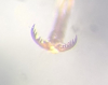 Gonodera luperus claw