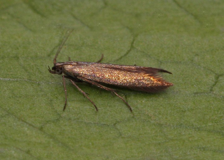 Coleophora alcyonipennella 2 Copyright: Graham Ekins