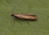 Coleophora alcyonipennella 2 