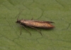 Coleophora alcyonipennella 2