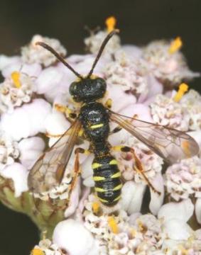 Cerceris quinquefasciata Copyright: Peter Harvey