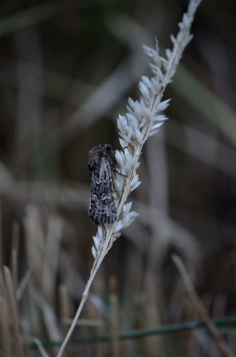 Sandhill Rustic 2018 Copyright: Samuel Chamberlin