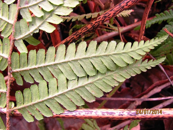 Scaly Male Fern - leaf Copyright: Graham Smith