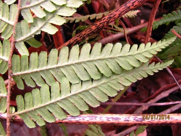 Scaly Male Fern - leaf Copyright: Graham Smith