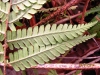 Scaly Male Fern - leaf 