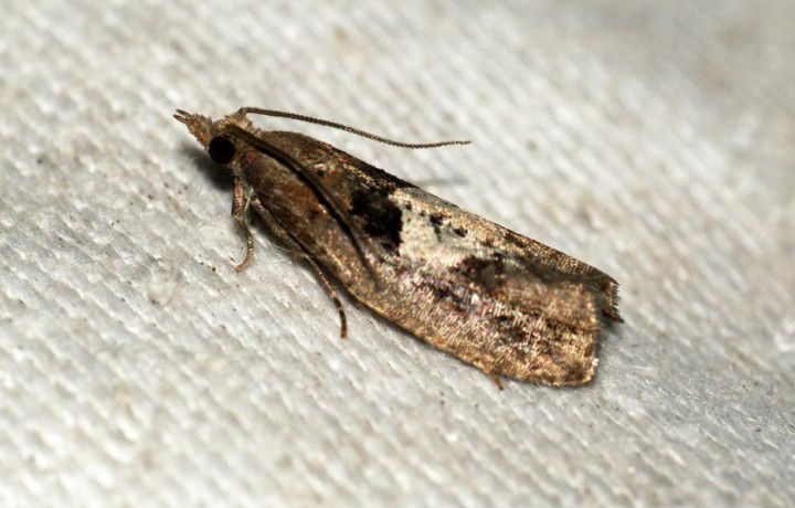 Epinotia brunnichana Copyright: Ben Sale