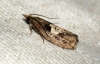 Epinotia brunnichana Copyright: Ben Sale