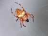 Araneus diadematus - 2 (21 Aug 10) Copyright: Leslie Butler