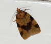 Epagoge grotiana 